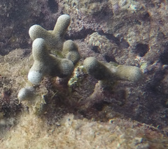 Porites porites