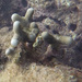 Porites porites