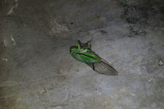 Dundubia