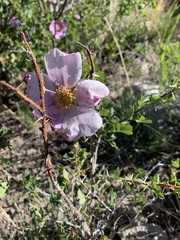 Rosa stellata