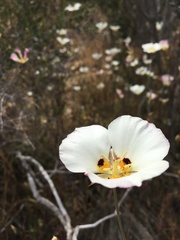 Calochortus dunnii