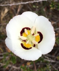 Calochortus dunnii