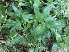 Lithospermum helleri