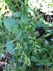 Lithospermum helleri
