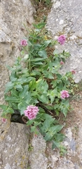 Centranthus ruber