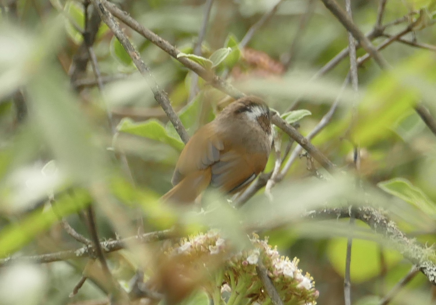 White-browed Fulvetta
