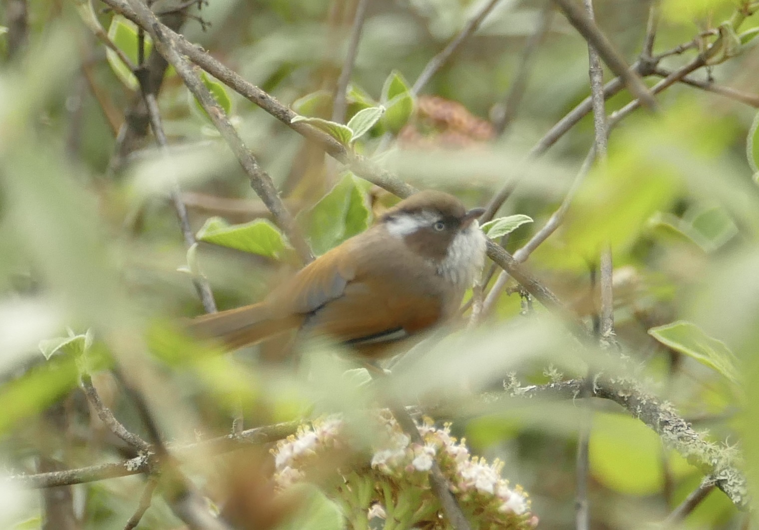 White-browed Fulvetta
