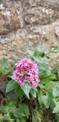 Centranthus ruber