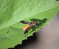 Trypanalebra maculata