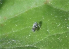 Trypanalebra maculata