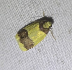 Heterallactis euchrysa