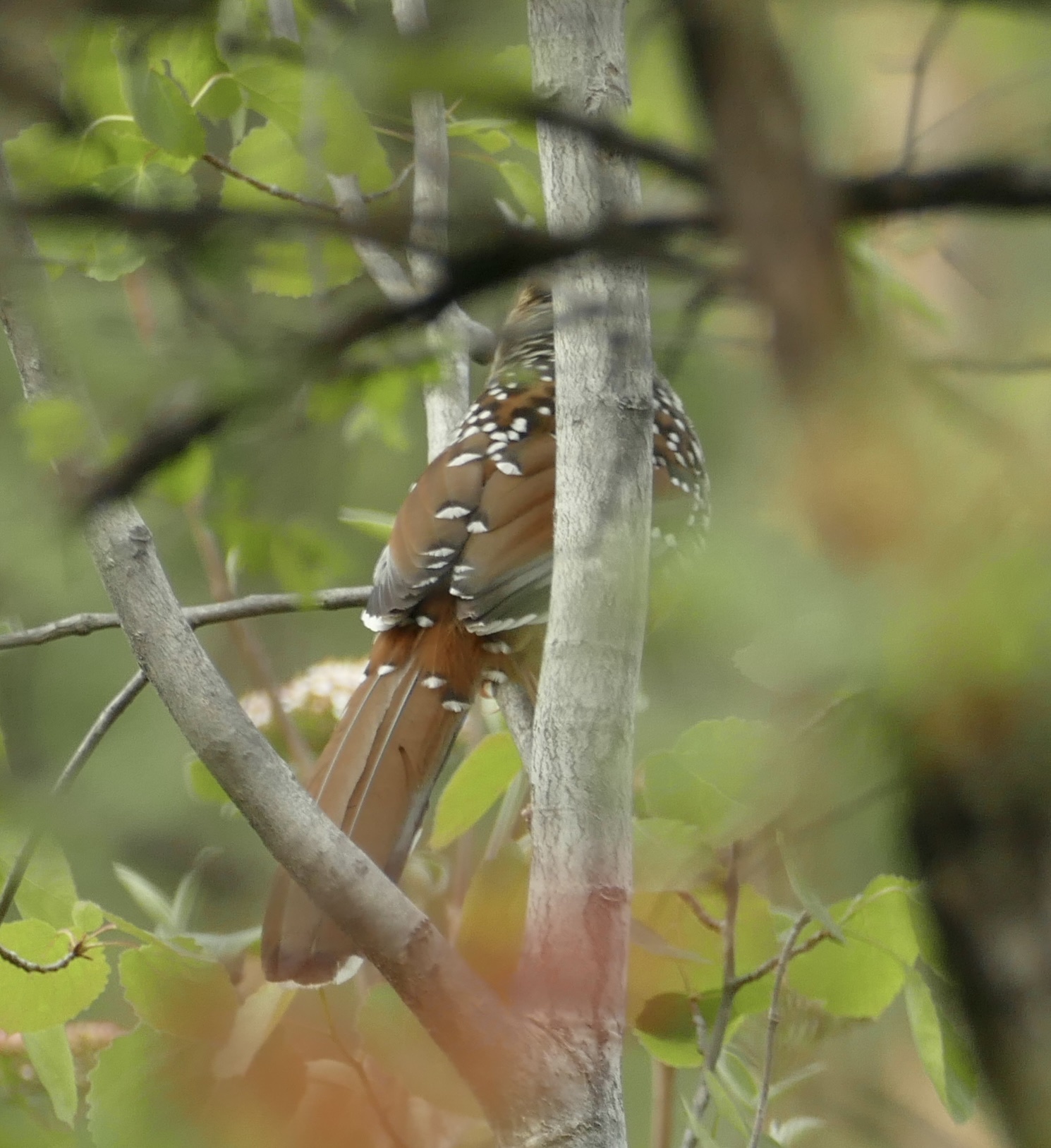 Spotted Laughingthrush