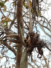 Tillandsia intermedia