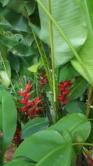 Heliconia bihai