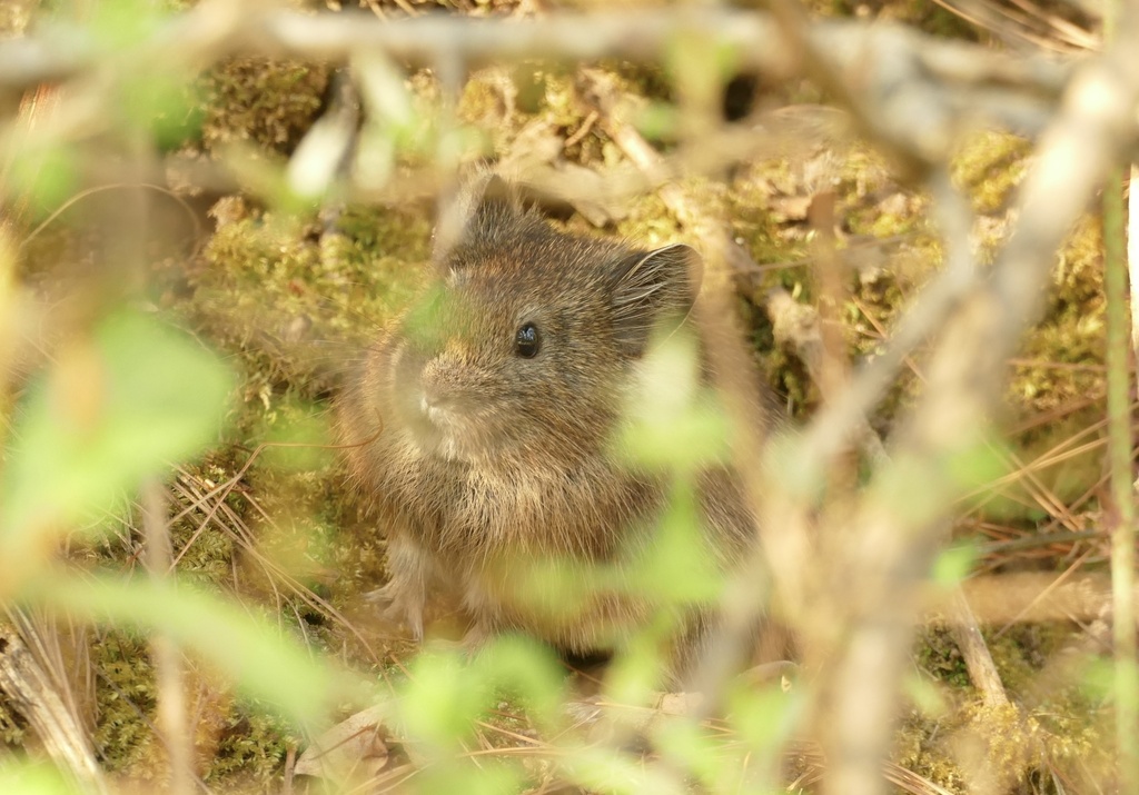 Sijin Pika