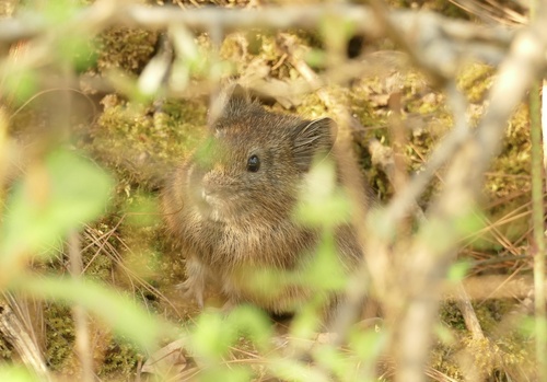Sijin Pika