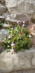 Cymbalaria muralis