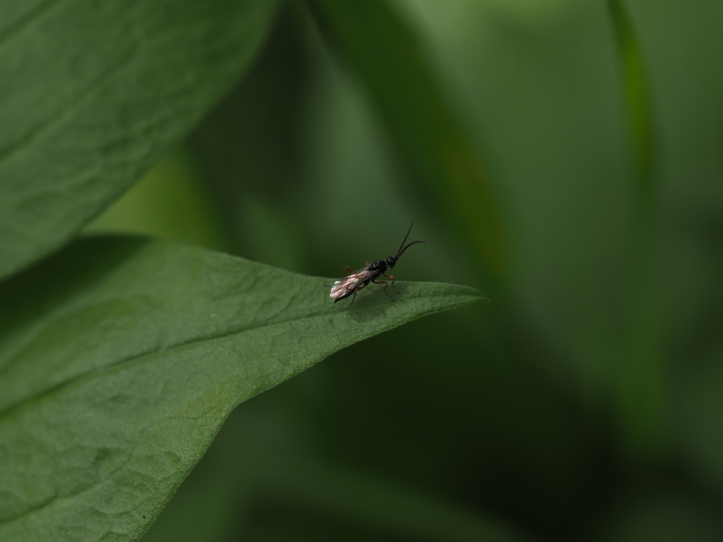 Proctotrupidae from Geidorf, Graz, Österreich on 26 April, 2024 at 01: ...