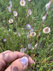Thysanocarpus radians