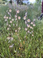 Thysanocarpus radians