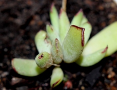 Cotyledon papillaris