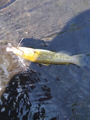 Ameiurus platycephalus