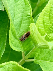 Parhelophilus laetus