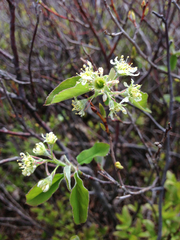 Amelanchier nantucketensis