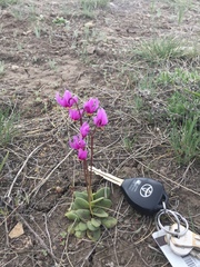 Primula pauciflora pauciflora