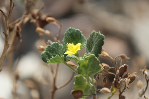 Lobed-leaf stingbush (Eucnide lobata)