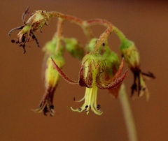 Cotyledon papillaris