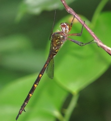 Somatochlora linearis