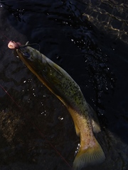 Ameiurus platycephalus