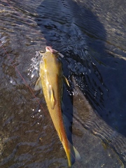 Ameiurus platycephalus