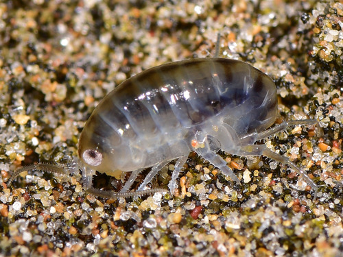 Wide-footed Sand Hopper