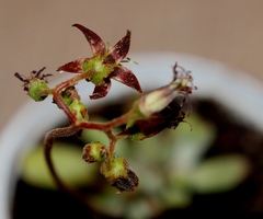 Cotyledon papillaris