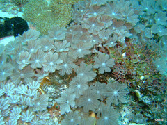 Clavularia