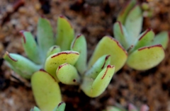 Cotyledon papillaris