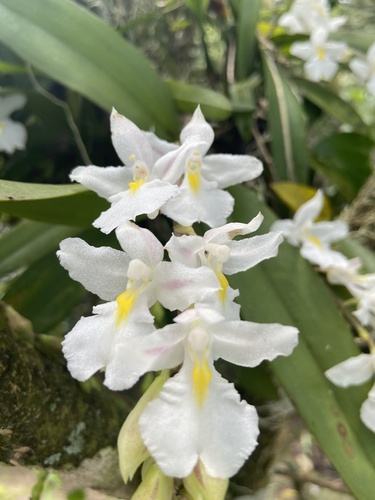 Rodriguezia bracteata