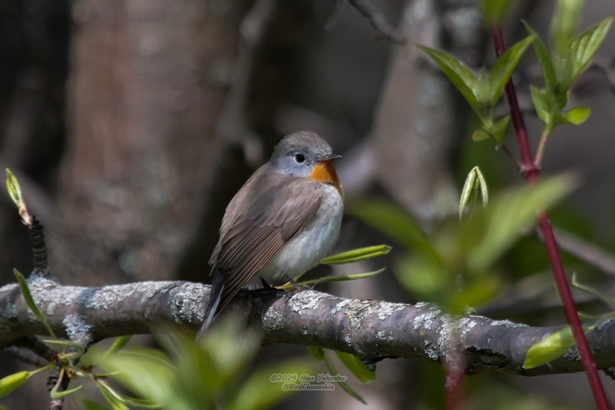 iNaturalist.org. А. Яковлев, Чебоксары Чувашия, май 2024