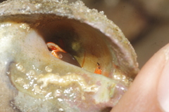 Calcinus californiensis