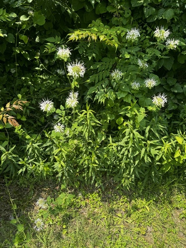 Monarda lindheimeri, photograph 1