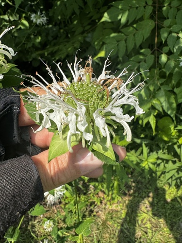 Monarda lindheimeri, photograph 2