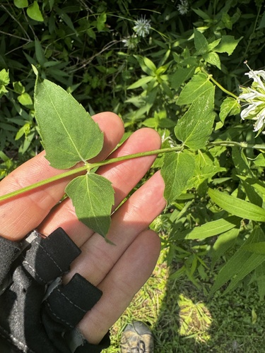 Monarda lindheimeri, photograph 3