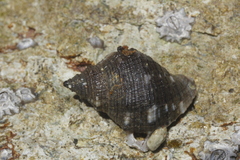 Stramonita biserialis