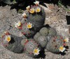 Peninsular Fishhook Cactus - Photo Stickpen, no known copyright restrictions (public domain)