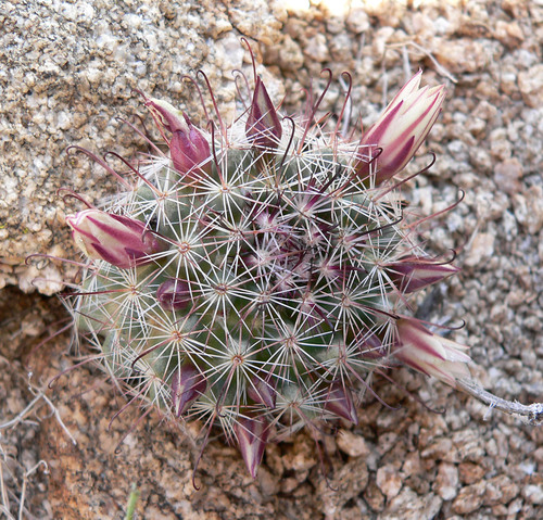 Peninsular fishhook cactus