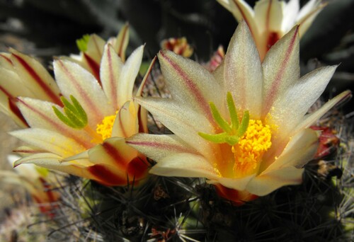 Peninsular fishhook cactus