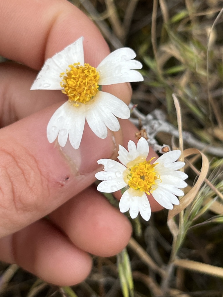 whitedaisy tidytips from Royal City, WA, US on May 4, 2024 at 10:50 AM ...