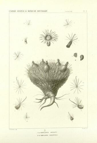 Peninsular fishhook cactus